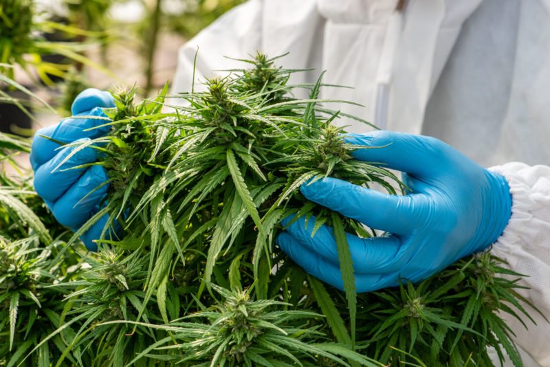 Der mutmaßliche Betrugsfall um die Cannabis-Plattform Juicy Fields: Führen die Spuren zu russischen Hintermännern?