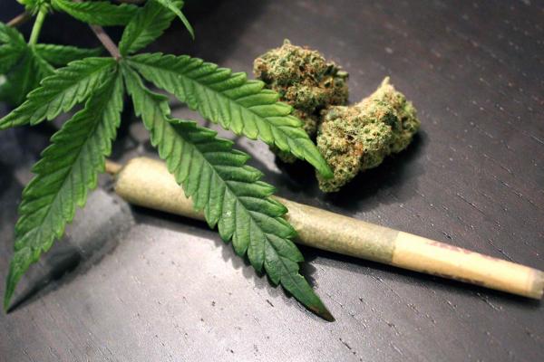 Four remanded for farming 80 hectares of cannabis