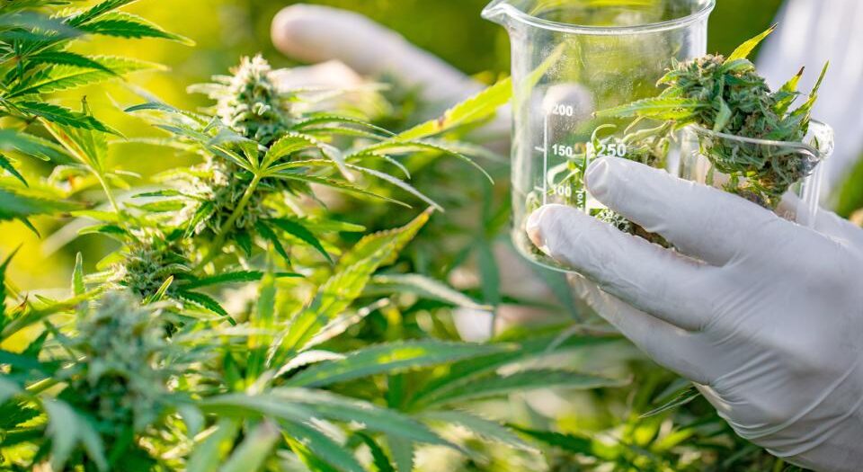 El cannabis generaría 23,5 millones de dólares en el 2025