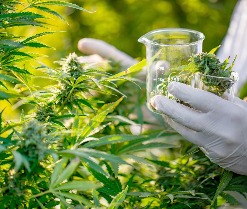 El cannabis generaría 23,5 millones de dólares en el 2025
