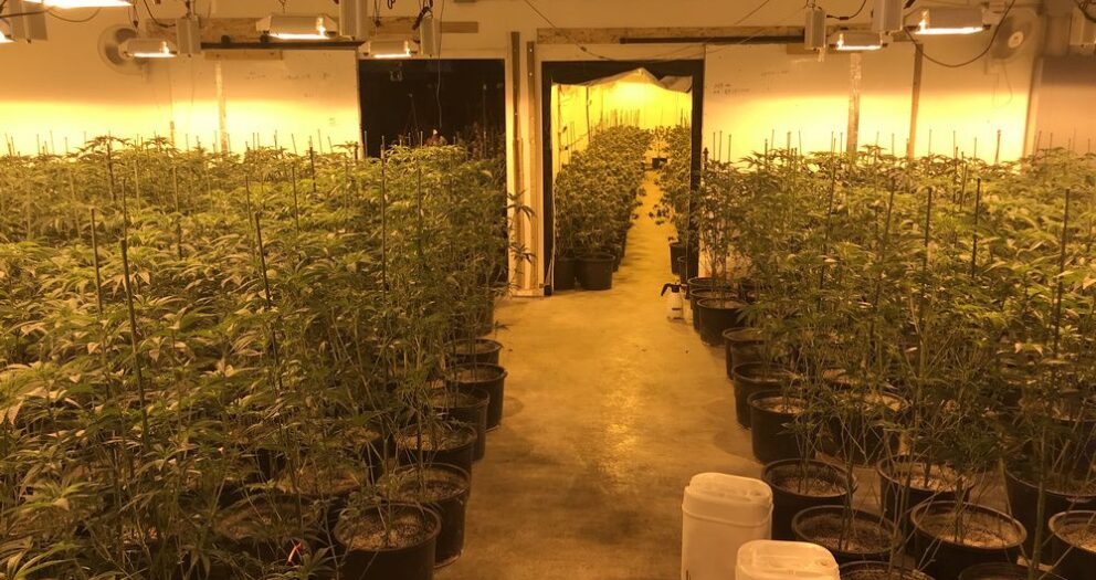 Edmonton police seize more than $3.3 million worth of illegal cannabis