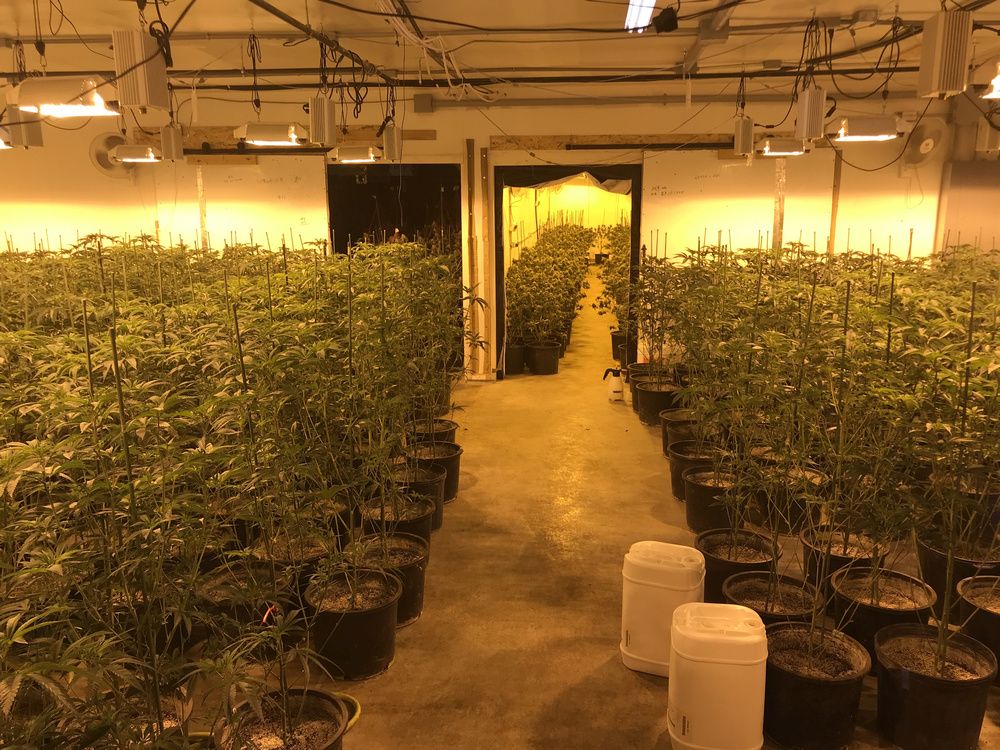 Edmonton police seize more than $3.3 million worth of illegal cannabis
