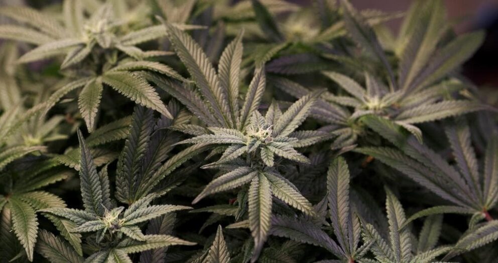 Caro energia, i florovivaisti guardano (anche) alla cannabis per superare la crisi