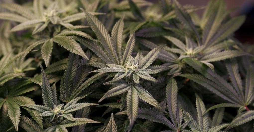 Caro energia, i florovivaisti guardano (anche) alla cannabis per superare la crisi