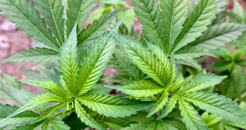 Cannabislegalisierung in Deutschland: Bundestagsjuristen sehen Verstoß gegen EU-Recht
