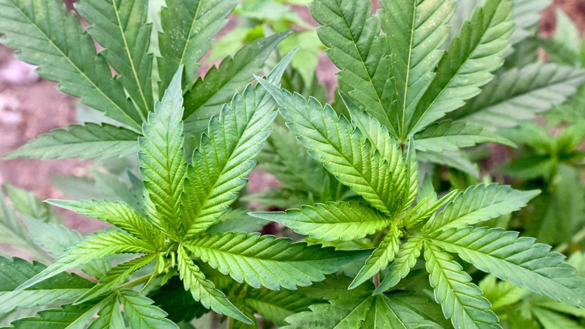 Cannabislegalisierung in Deutschland: Bundestagsjuristen sehen Verstoß gegen EU-Recht