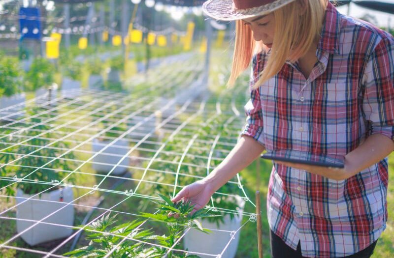 Wie Quereinsteiger sich jetzt die Jobs im neuen Milliardenmarkt um die Cannabis-Legalisierung sichern
