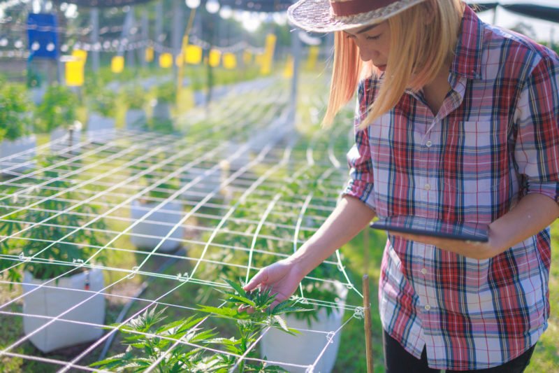 Wie Quereinsteiger sich jetzt die Jobs im neuen Milliardenmarkt um die Cannabis-Legalisierung sichern