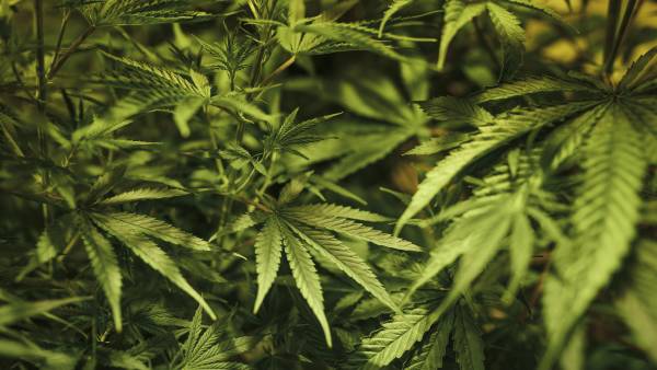 Researchers want your home-grown Canberra cannabis for free testing