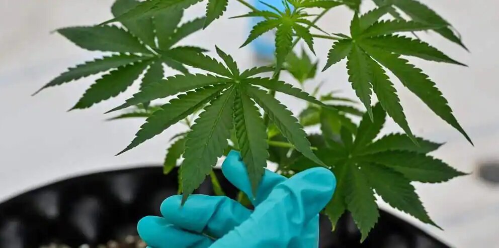La Cour suprême se penche sur la culture du pot à domicile
