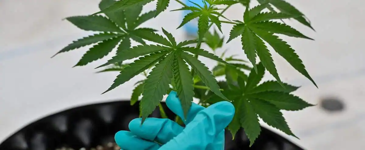 La Cour suprême se penche sur la culture du pot à domicile