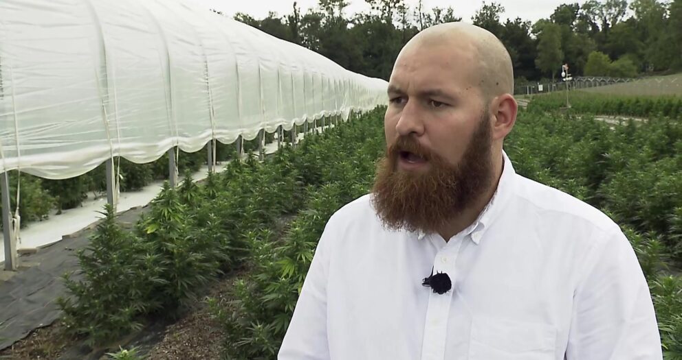 Auf diesem Feld wird Cannabis für Basel-Stadt produziert