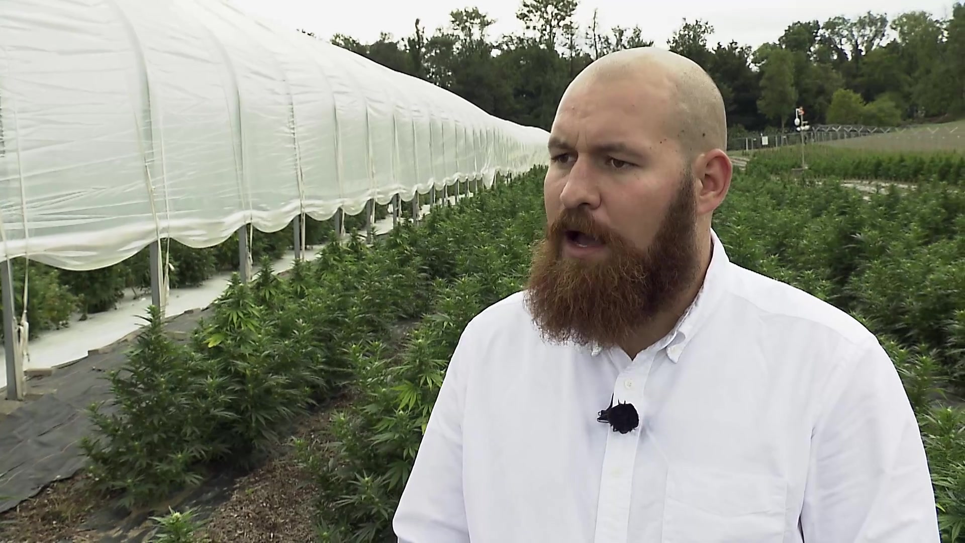 Auf diesem Feld wird Cannabis für Basel-Stadt produziert
