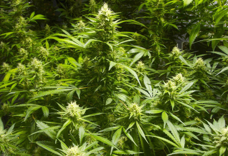 Cannabis activists call on government to light up legislation process