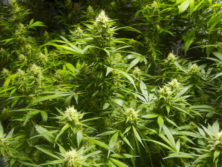 Cannabis activists call on government to light up legislation process