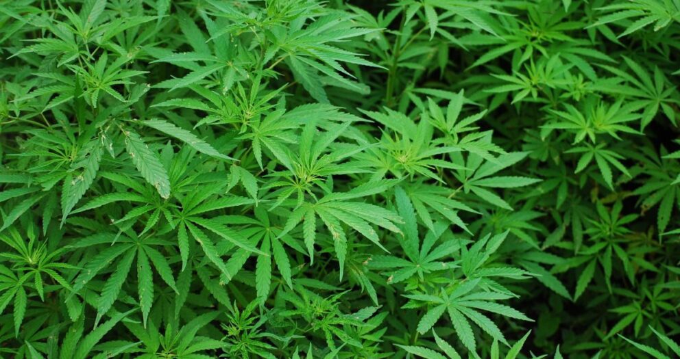 Criminalising children for cannabis use unconstitutional – ConCourt