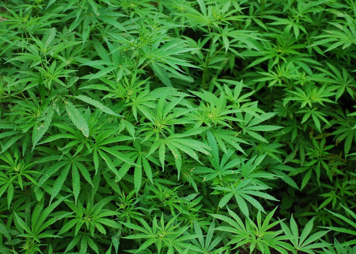Criminalising children for cannabis use unconstitutional – ConCourt