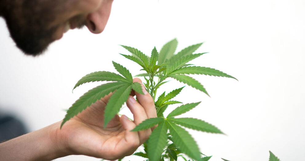 Does cannabis really make people apathetic? New research suggests the “lazy stoner” myth isn’t true