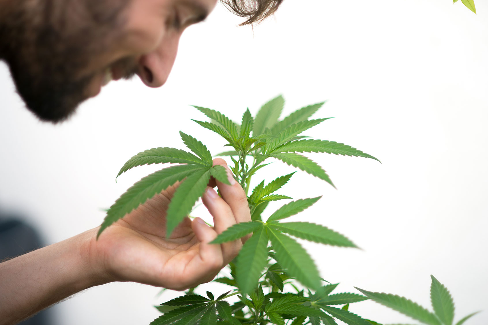 Does cannabis really make people apathetic? New research suggests the “lazy stoner” myth isn’t true