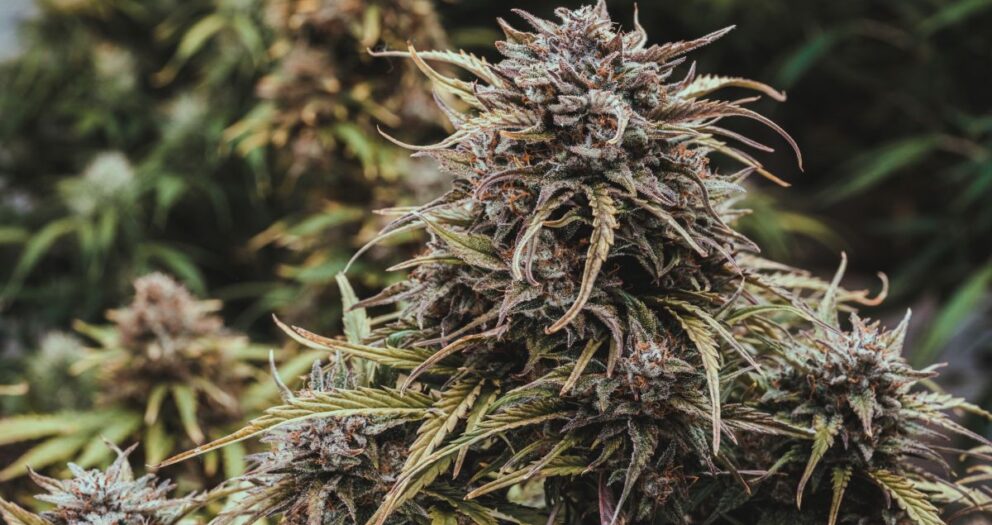 Cultivo vegano de Cannabis: el proyecto ecosustentable desarrollado en el país y pionero en Latinoamérica