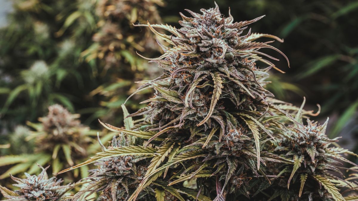 Cultivo vegano de Cannabis: el proyecto ecosustentable desarrollado en el país y pionero en Latinoamérica