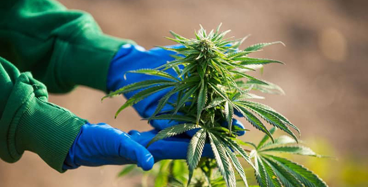 Transformation et commercialisation du cannabis : 10 autorisations délivrées