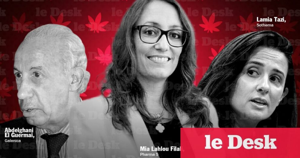 Primo-licenciés du cannabis légal : le bon vin et l’ivraie
