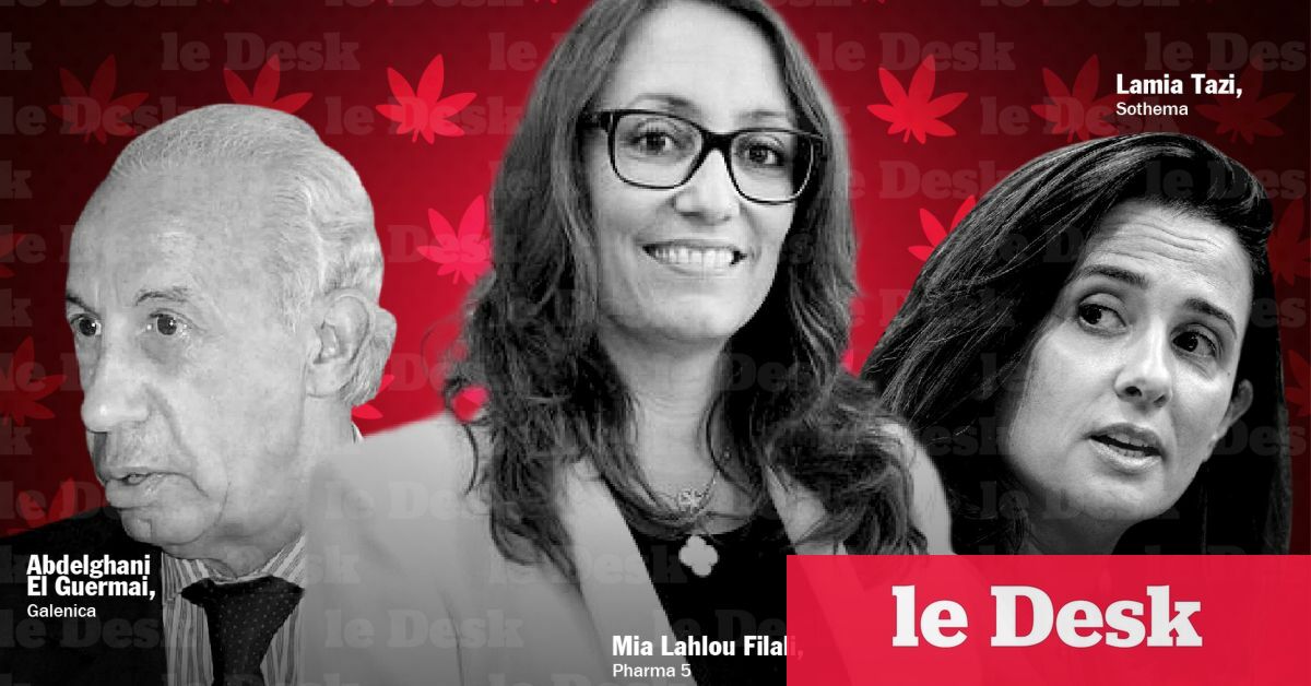 Primo-licenciés du cannabis légal : le bon vin et l’ivraie