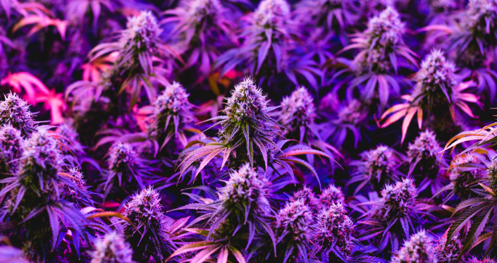 Tips and Tricks That Will Help You to Get the Best From Granddaddy Purple Cannabis