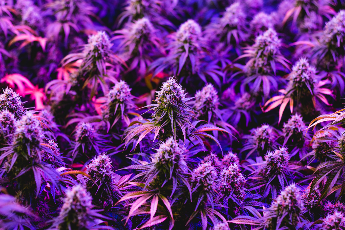 Tips and Tricks That Will Help You to Get the Best From Granddaddy Purple Cannabis