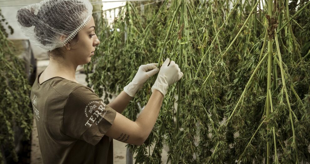 El ‘debate’ sobre el uso de cannabis para adultos en el Cesar