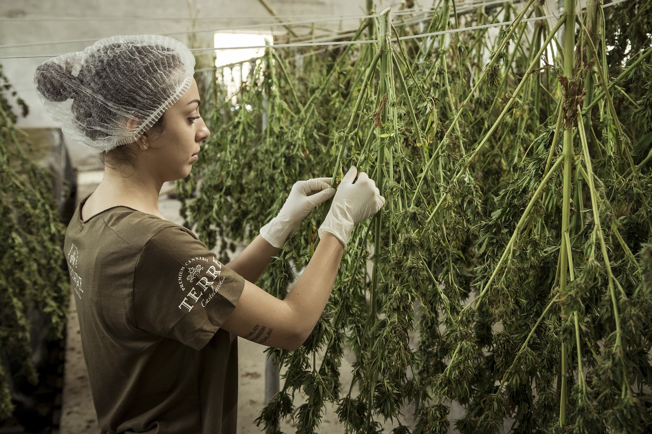 El ‘debate’ sobre el uso de cannabis para adultos en el Cesar
