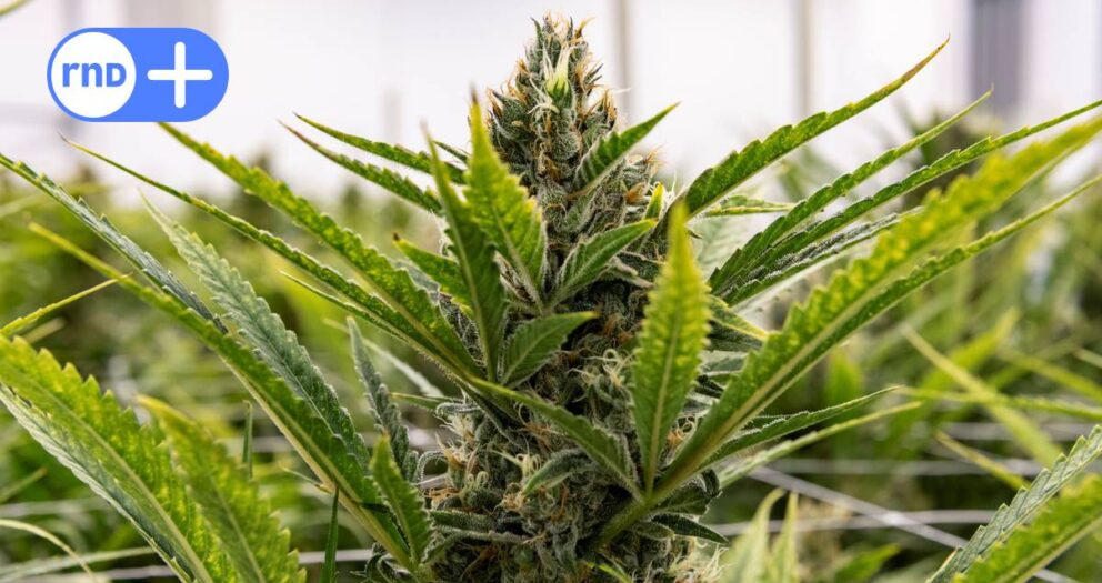 Cannabislegalisierung: Wächst genug Gras in Deutschland?