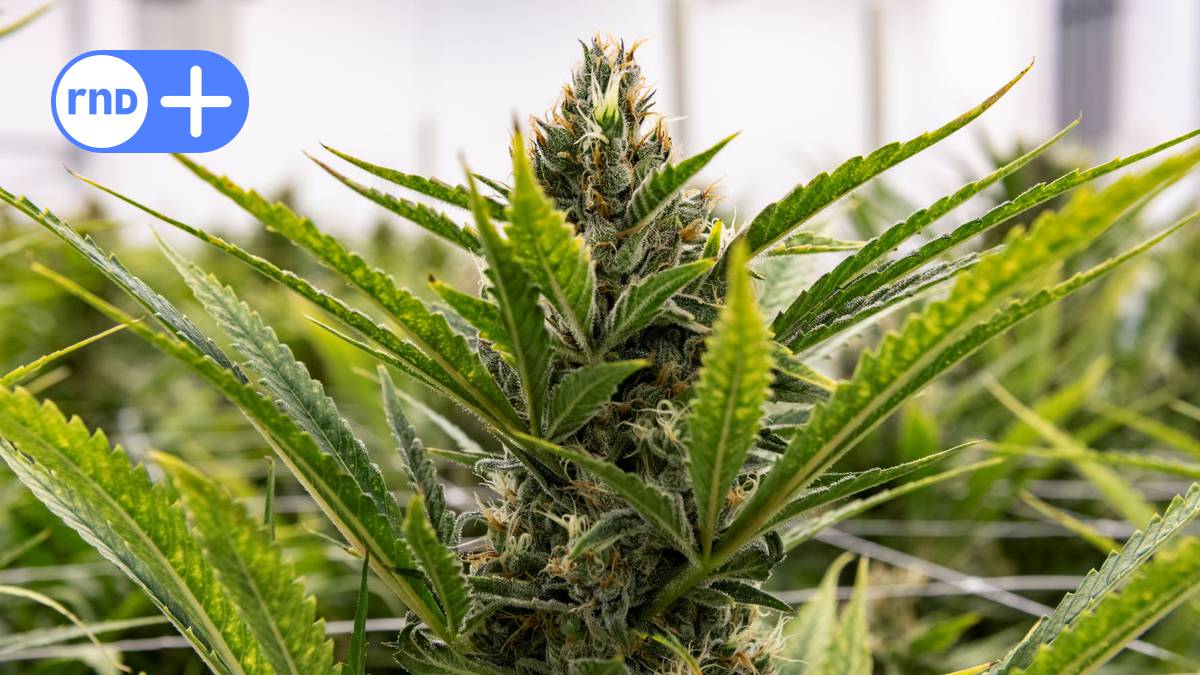 Cannabislegalisierung: Wächst genug Gras in Deutschland?