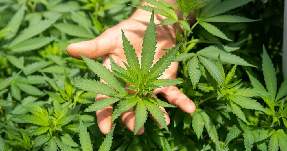Shuttered cannabis church takes fight to reopen to California Supreme Court