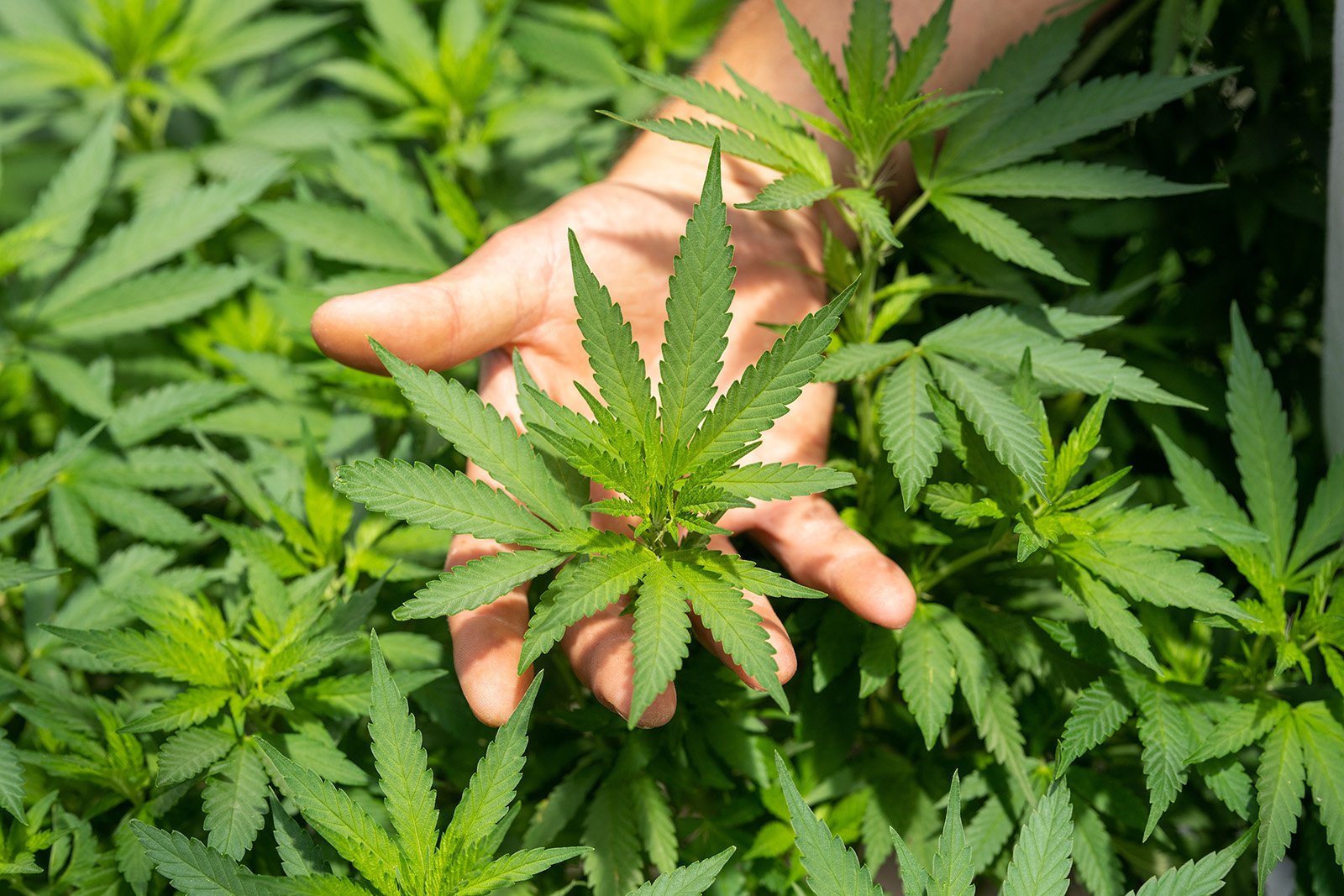 Shuttered cannabis church takes fight to reopen to California Supreme Court