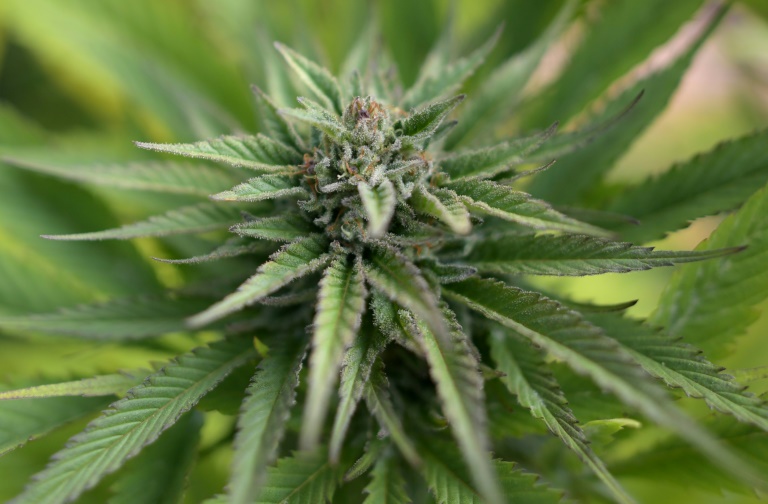 Germany agrees plan to legalise recreational cannabis