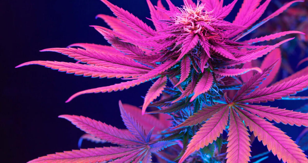 Cannabis News Week: Biden Decriminalization Effort Faces Hurdles