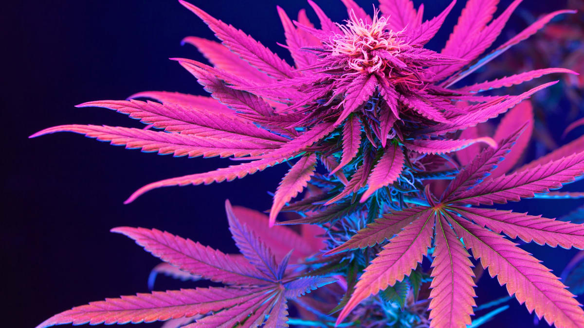 Cannabis News Week: Biden Decriminalization Effort Faces Hurdles
