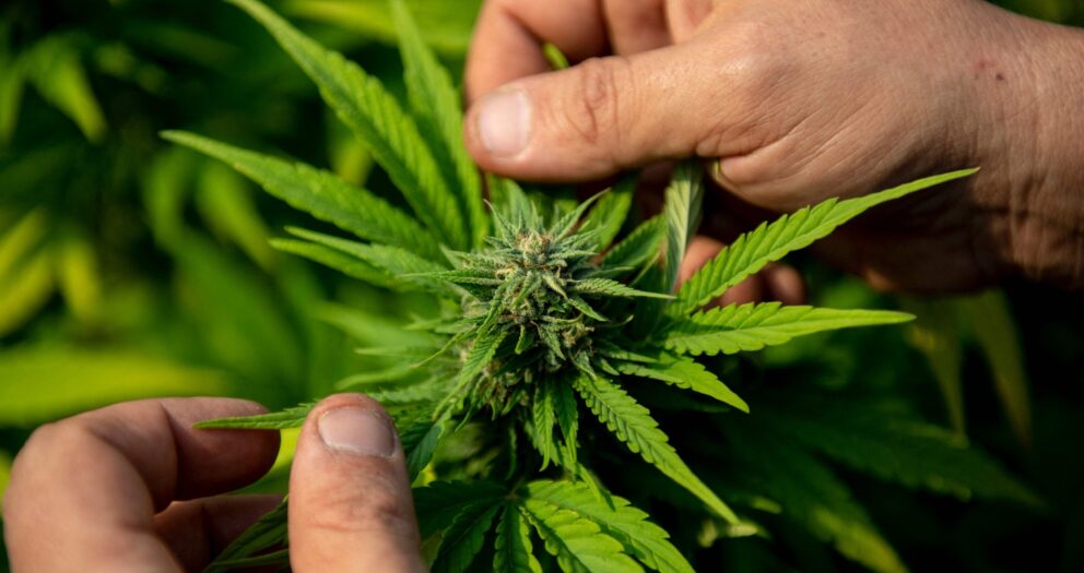 Tailandia legaliza el cultivo y el uso terapéutico del cannabis