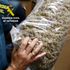 Largest ever haul of cannabis seized by police