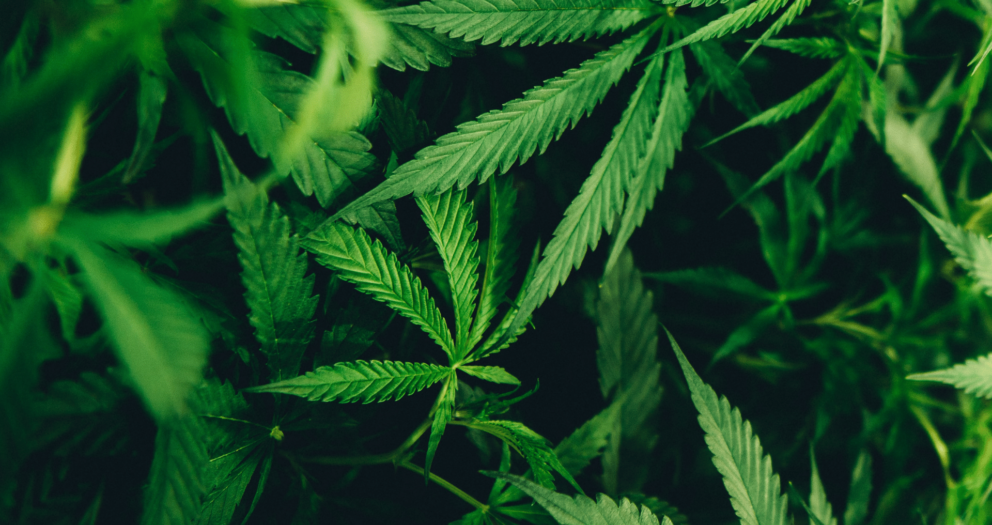 What does the cannabis industry look like in Canada today?