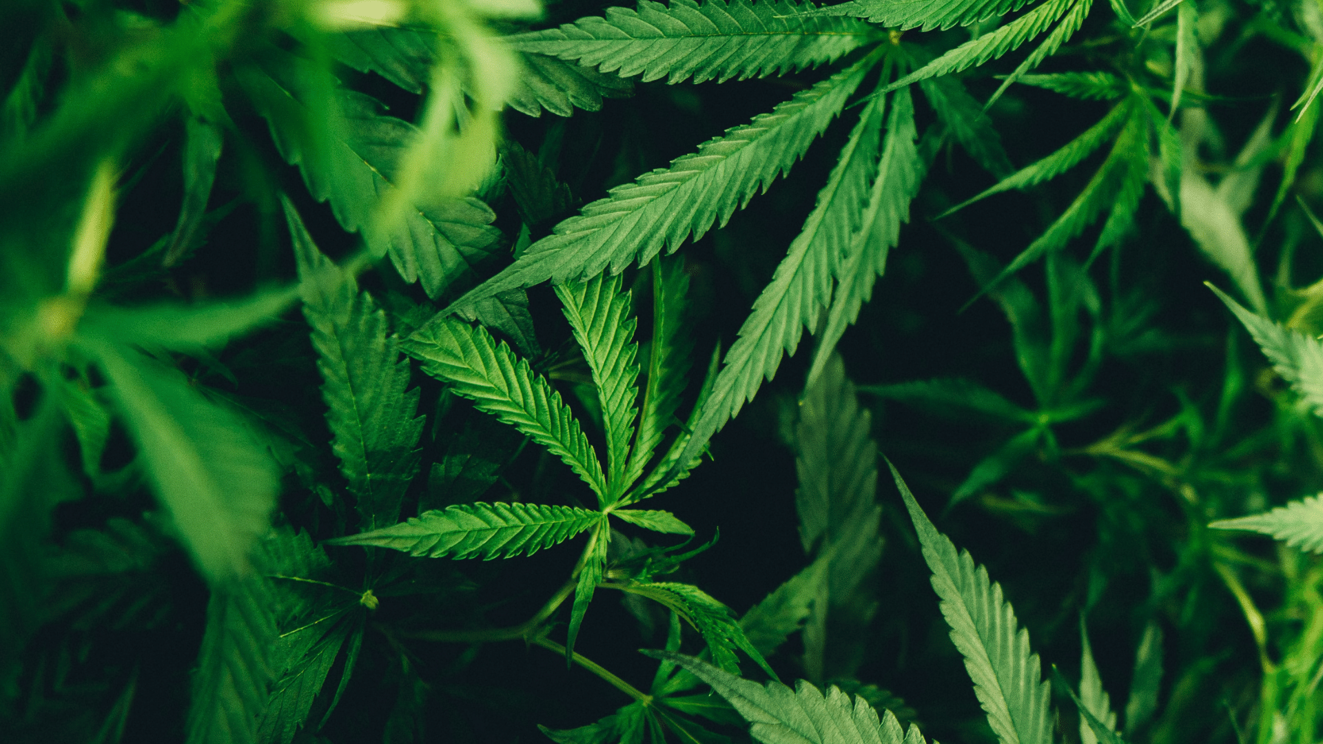 What does the cannabis industry look like in Canada today?