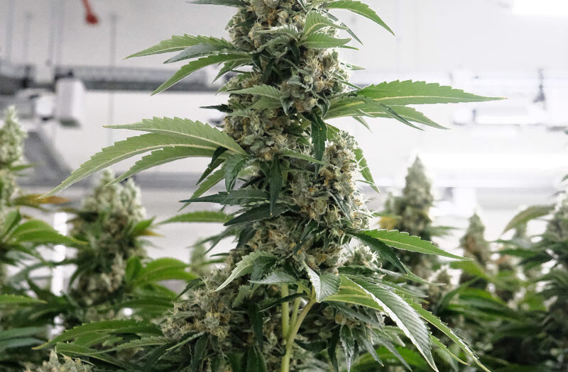 Stacheldraht und Körperschallmelder: Ich habe das Cannabis-Startup besucht, das unseren Staat beliefert