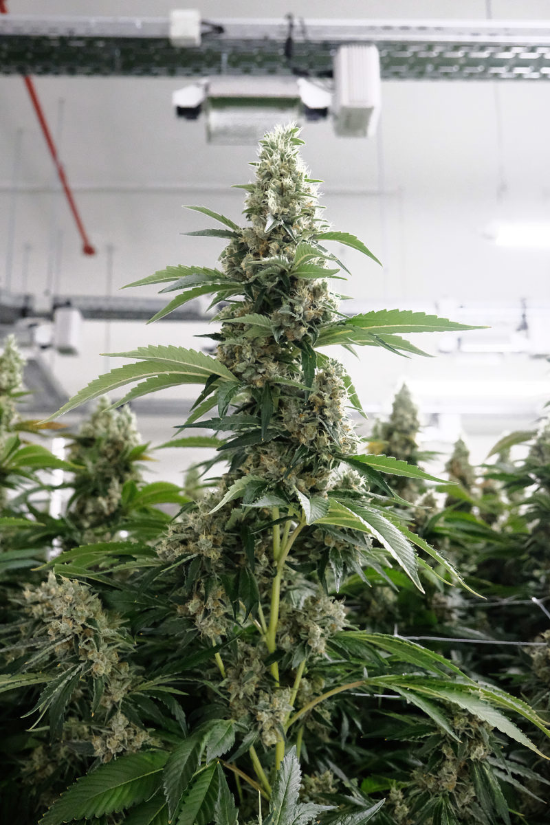 Stacheldraht und Körperschallmelder: Ich habe das Cannabis-Startup besucht, das unseren Staat beliefert