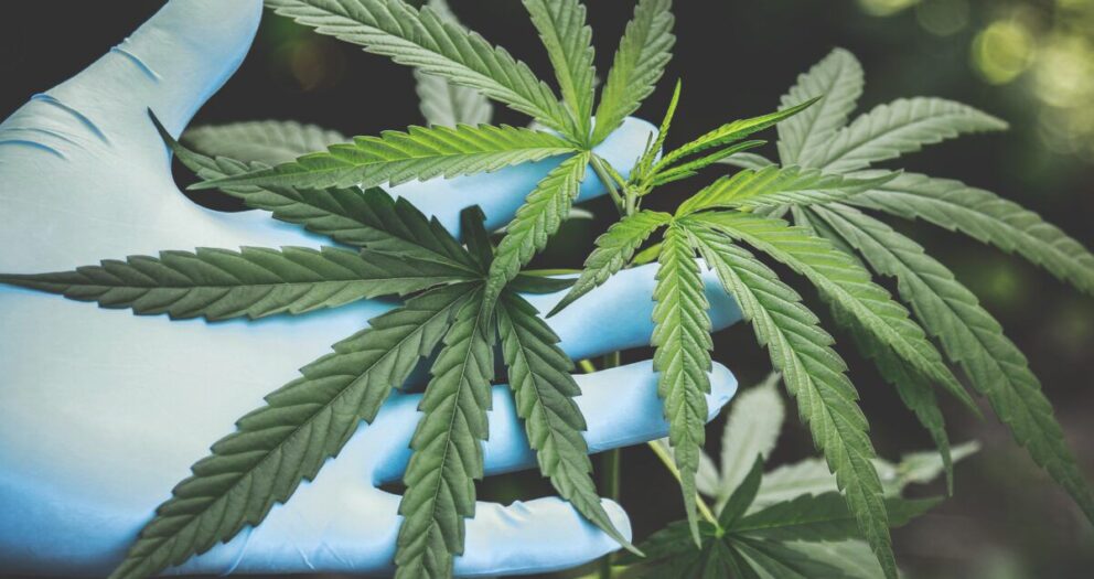 Cannabis probably more HARMFUL to lungs than tobacco