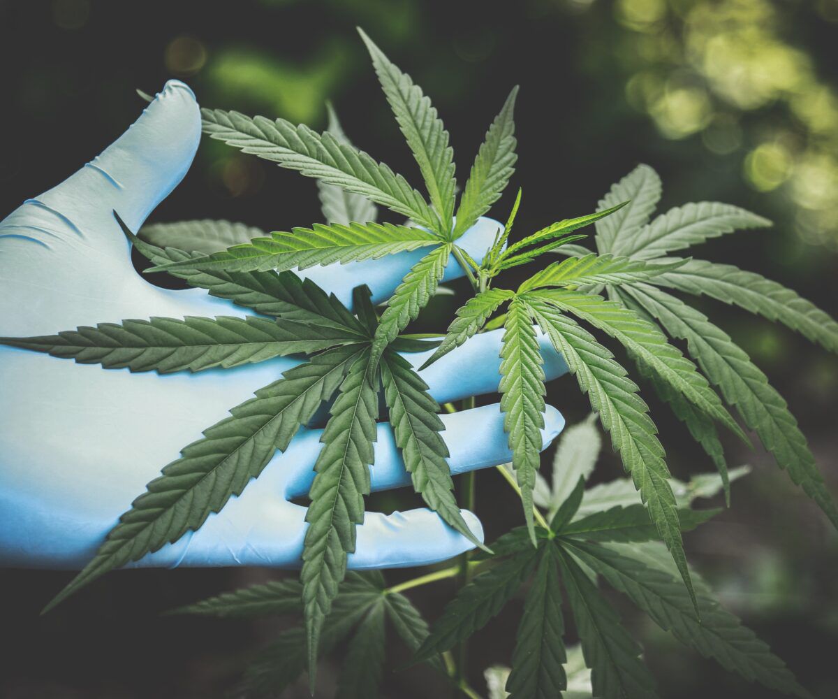 Cannabis probably more HARMFUL to lungs than tobacco