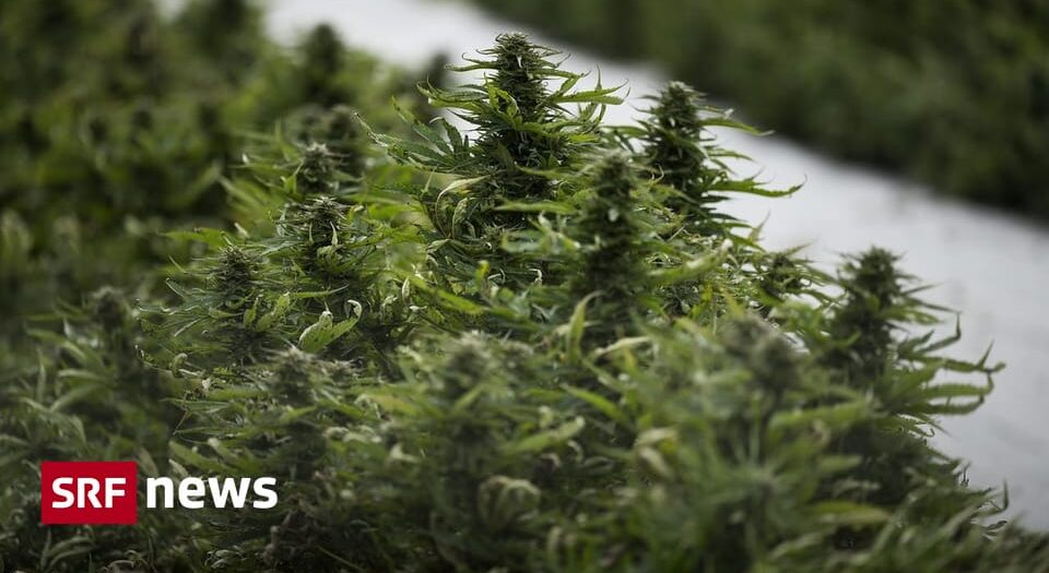Basler wollen für Cannabisversuch Hanf aus Kanada importieren