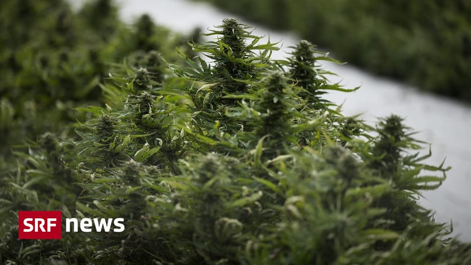 Basler wollen für Cannabisversuch Hanf aus Kanada importieren