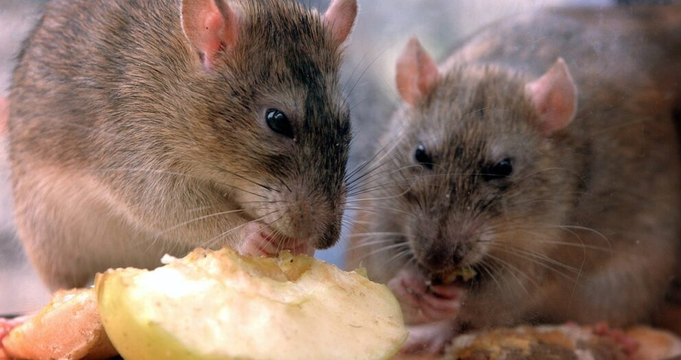 Rats eat 200kg cannabis stash seized from drug dealers in India, police say
